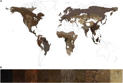 Evolution of Pelage Luminance in Squirrels (Sciuridae)